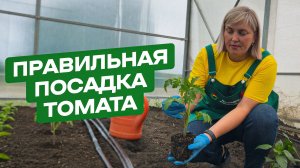 ПРАВИЛЬНАЯ ПОСАДКА ТОМАТОВ В ГРУНТ