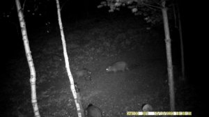 Дикий кабан 🐗 России часть 2