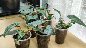 Ампельная бегония. Как легко вырастить из 1 черенка шикарный куст.