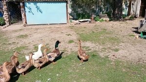 #красотки утки гуси гуляют