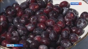 Селекция ягод в Костроме сулит аграриям сладкие перспективы