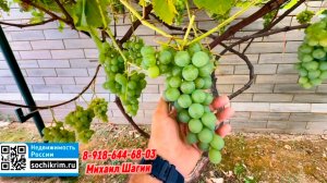 Урожай два раза в год. Дом в Сочи с фруктовым садом
