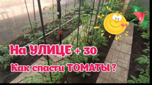 НА УЛИЦЕ + 32 ГРАДУСА 21 МАЯ 2026 гОДА. Как уберечь томаты в сильную жару.