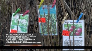 Ярмарка «Ермолаевского питомника» ждет устьилимцев у ТЦ «Домино» и на рынке «Коробейники» до 10 июня
