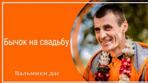 Бычок на свадьбу