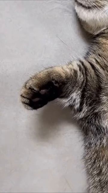 Видео от Tom and Сats / Кот на карте