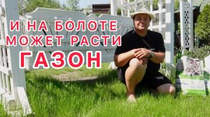 Газон или разнотравье - секреты ухода.