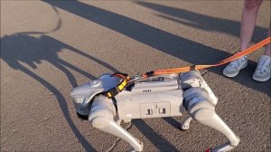 Рыбинск удивляет: робо-пёс на набережной Волги 🤖