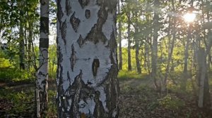 БОГОРОДИЦЕ мужской хор