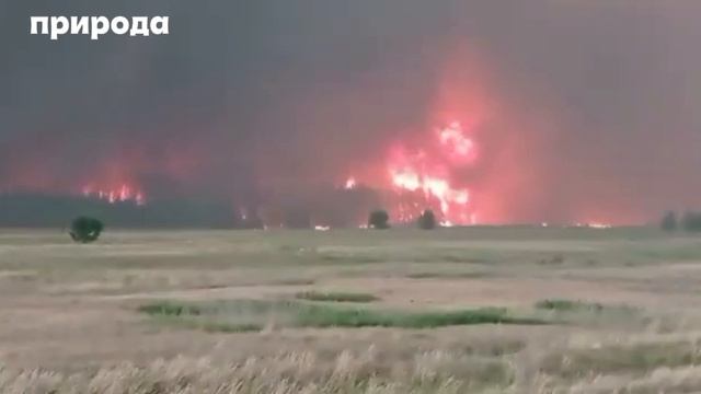 Пожар в лесу