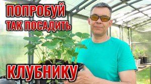 Сажай клубнику САДОВУЮ ЗЕМЛЯНИКУ весной по-новому: урожай в 2 раза больше обычного!
