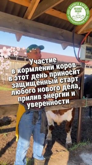 Покорми коров сегодня 21 мая в День Живой Земли