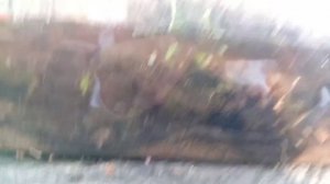 Обзор на все мои террариумы
