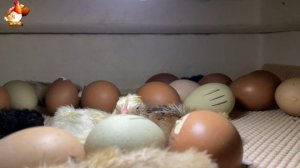Мы снимали инкубатор 7 часов ночью… и дождались чуда (16)
