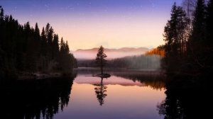 Deep forest   DRONE   Relaxing   Cinematic   Free HD Videos - no copyright