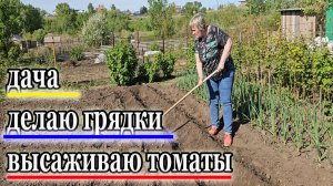 Дача.Начали все высаживать.Томаты переросли.Не томаты а лоси.Сильные ветра.Май