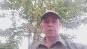 Акация цветёт, дожди заливают