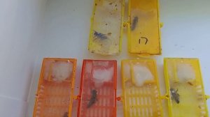 12 пчелиных маток