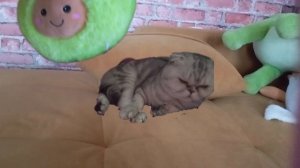 Буся и авокадо и Ам ням представляет