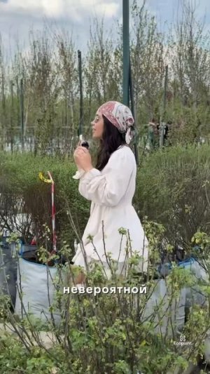 ТАК цветут кустарники “на миллион” 🌸