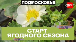 В Коломне готовятся к старту ягодного сезона