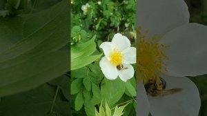 ШИПОВНИК