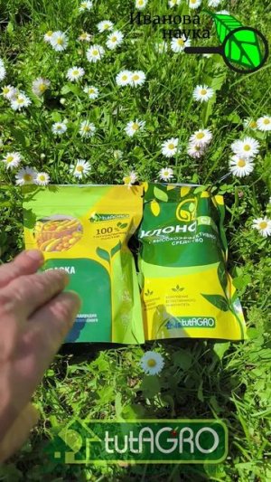 🌿Одна ложка спасает мой урожай! #огород #сад #дача #томаты #помидоры #фитофтора #урожай #белокрылка