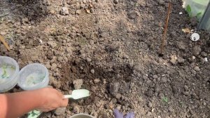 Посадка огурцов в парник. 20.05.26