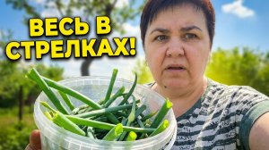 Лук сошел с ума! Такого количества стрелок я еще не видела