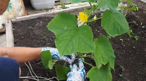 2485.   Пасынкование и формирование тепличных огурцов.Практика.
