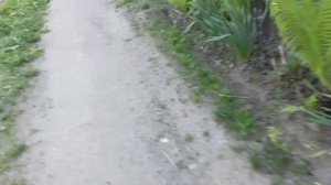 гуляю на дачах