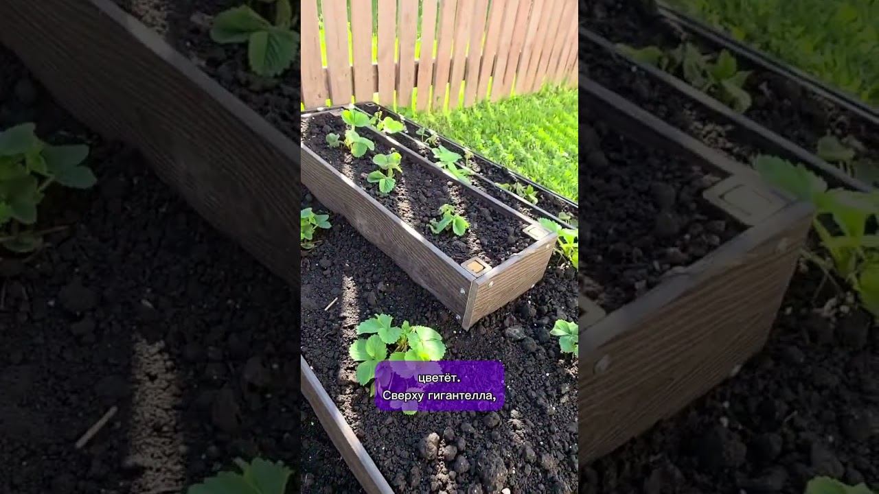 Грядки для клубники✅ смотреть онлайн