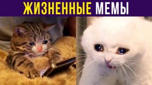 ЖИЗА) Приколы