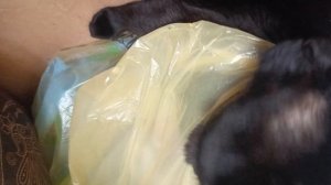 Любитель вылизывать пакеты🐈⬛😅