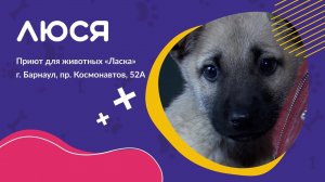 Щенок по кличке Люся | «Билет домой»
