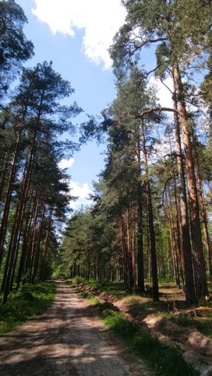 Весенний день в лесу