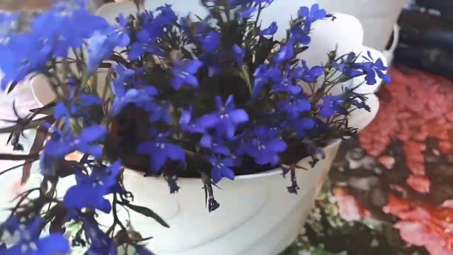 2471.  Нежнейшая лобелия