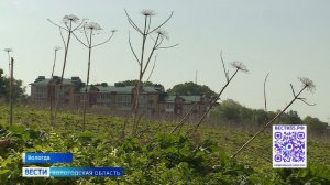 К плановой обработке территории от борщевика приступили в Вологде