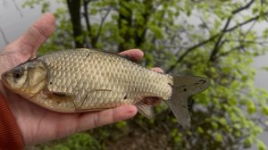 Увесистый карась на тончайшую мормо-снасть