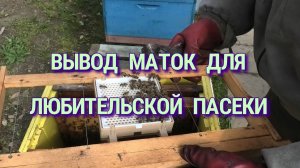 ДЖЕНДЕРСКИЙ СОТ ПРОСТОЙ ВЫВОД МАТОК