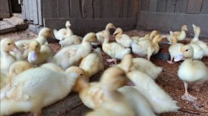 Утята уже живут на улице Кормлю их хорошо чтобы они были большими и вкусными