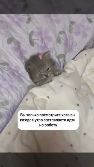 Перешли это видео своему начальнику!