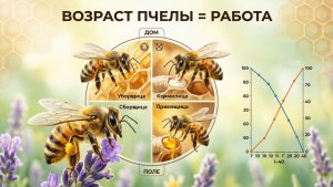 Роль возраста пчел: Секреты улья от профессора Кашковского