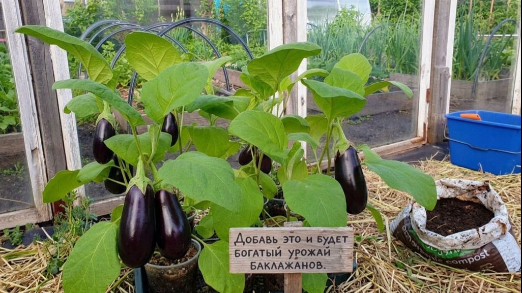 Баклажаны. Добавь в лунку при посадке- Урожай удивит!