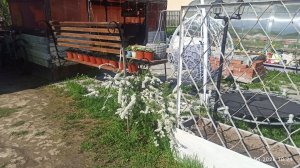 Деревня, мои цветули. Сад, огород. Делаем крыльцо в беседку.