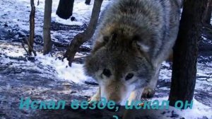 одинокий волк... самая красивая в мире мелодия...