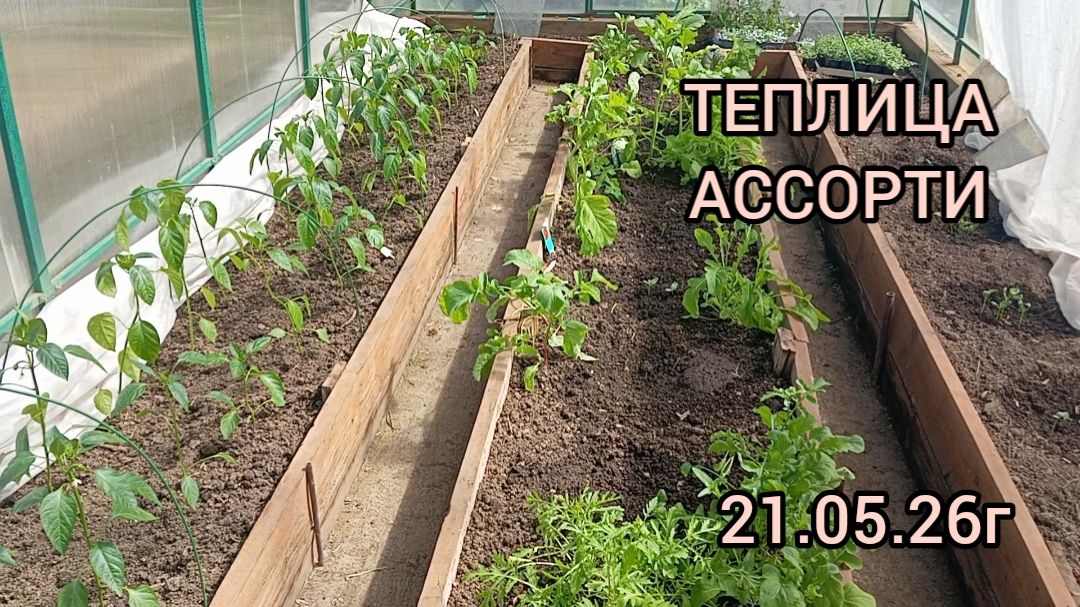 ТЕПЛИЦА АССОРТИ на 21.05.26г