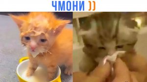 ЧМОНИ ))) Приколы | Мемозг 1758
