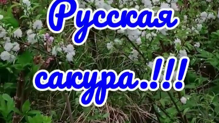 18.05.26 г. Вишня железистая. Русская сакура. смотреть онлайн