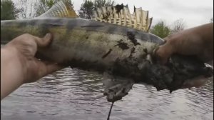 Огромный трофей на поплавочную удочку.